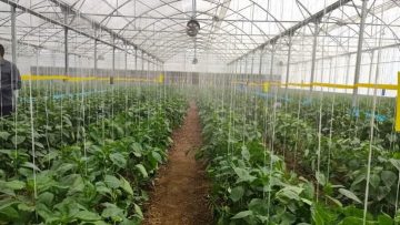 سطح گلخانه‌های سربسته مازندران به ۷۵۰ هکتار رسید