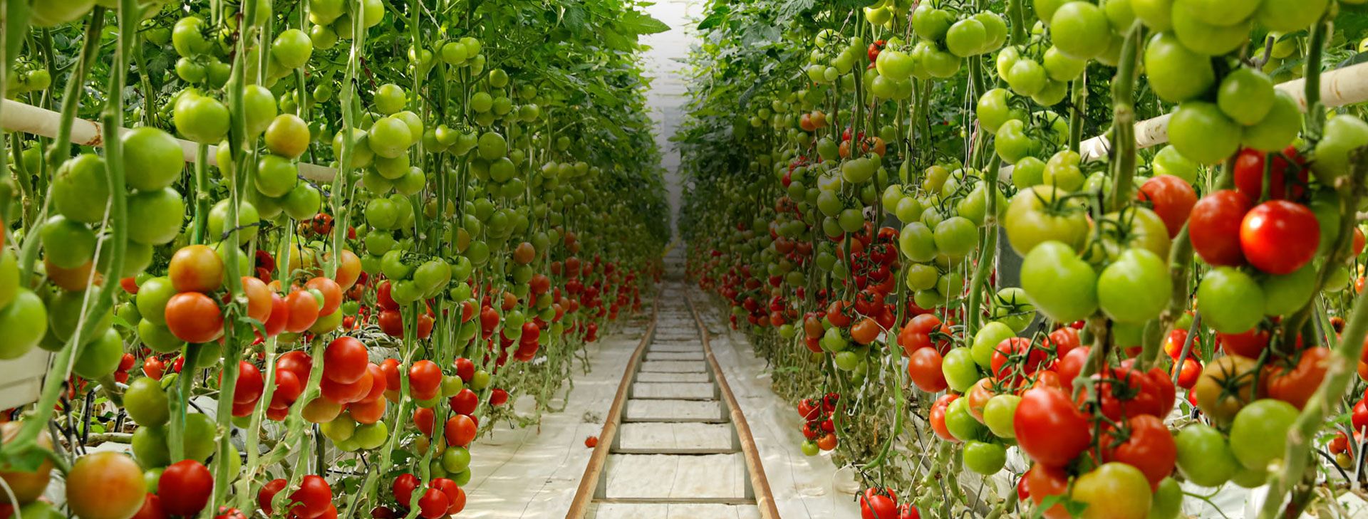 با پشتیبانی ما بازدهی محصولات خود را به حداکثر برسانید